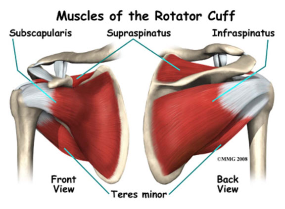 shakopee-chiro-shoulder-injury