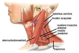 Scalene Muscles